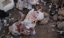 Alanya'da kümese giren 6 köpek, 30 cins tavuğu öldürdü