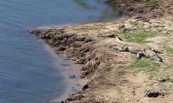 Objektife yansıyan vahşi yaşam