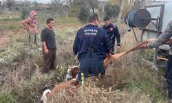 Antalya'da su kanalına düşen inek kurtarıldı