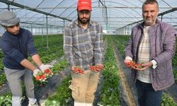 Antalya'da çilek hasadı başladı