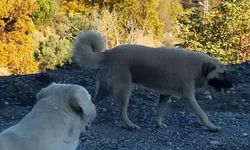 Alanya'da sokak köpekleri tehlikesi mahalleyi sardı