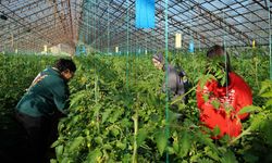 Üniversiteden sofraya