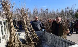 Üreticilere yüzde 50 hibeli fidan dağıtımına devam