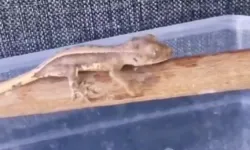 Yasaklı yaban hayvanları ele geçirildi