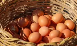 Yumurta sektörü yeniden büyüyor