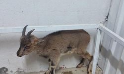 Alanya'da yaban keçisi tedaviye alındı