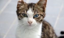 Büyükşehir'den petshop sahiplerine ücretsiz eğitim