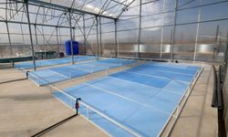 Jeotermal suyla karides ve balık üretilecek