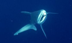 Antalya'da camgöz köpek balığını dalgıçlar kurtardı