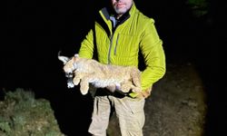 Dr. İlemin: Karakulak türünü Akdeniz ekosistemi için gösterge tür olarak tescilledik