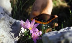 Endemik türü koparmanın cezası 699 bin 245 TL