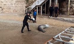 Antalya'da Yunanistan'dan kaçan Akdeniz Fokunu güvenle denize döndürdü