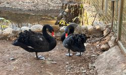 Doğanın sadık eşleri siyah kuğularda kuluçka heyecanı