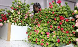 Antalya'da üretilen 850 milyon dal çiçeğin yüzde 75'i ihraç edildi