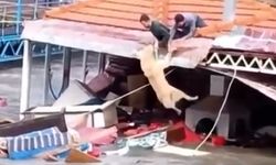 Antalya'da kuvvetli yağış 6 ilçede hasara neden oldu, mahsur kalan hayvanlar kurtarıldı