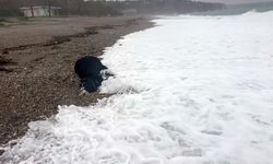 Antalya'da sahilde ölü boğa bulundu