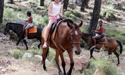 At, eşek, katır azaldı