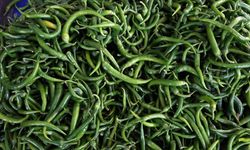 Batı Akdeniz'de ocak ayında yaş meyve sebzede ihracat şampiyonu, 'biber'