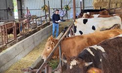 Büyükbaş hayvanlara şap aşılaması