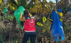 Alanya'da muz bahçeleri denetlendi