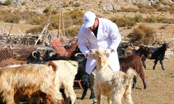 Antalya'da Çoban Haritası Projesi ile 508 çobana destek oldu