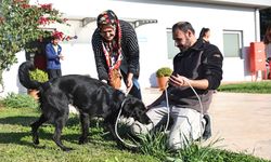 Antalya'da can dostlar yeni yuvalara sahiplendiriliyor