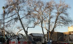 Antalya'nın simgesi çınarlar korumaya alındı