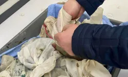 Havalimanında kaçak sülük operasyonu... 90 bin canlı tıbbi sülük ele geçirildi