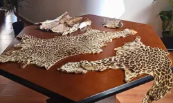 Havalimanı'nda yasa dışı yaban hayvanı ürünleri ele geçirildi