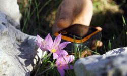 GPS verileri incelendi: Orkidelerde kaçak söküm alarmı