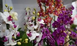 Sevgililer için gül 200, orkide 2 bin liradan başlıyor