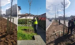 700 yıllık mirası 700 çınarla kök salıyor