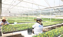 Antalya 4 milyon yazlık çiçekle bahara hazırlanıyor