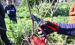 ATASEM'de uygulamalı ağaç budama eğitimi