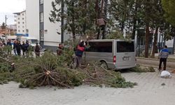 Çam ağacı minibüs üzerine devrildi