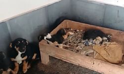 Hayvan barınağı iddialarına soruşturma