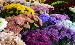 Kadınların en çok hemcinslerine çiçek gönderdiği özel gün: 8 Mart