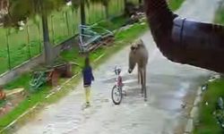 Evinin önünde oynayan çocuğa eşek saldırdı