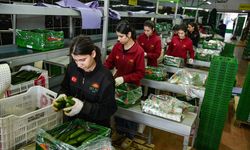 İran savaşı sonrası Türkiye'den Rusya'ya sebze ihracatı arttı