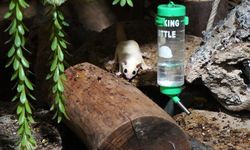 Kaçak bakılan 33 'uçan sincap' rehabilitasyona alındı