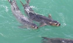 Nesli tehlikedeki Akdeniz foku yuvalarına 'tur' şikayeti