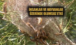 Ormanlarda sessiz tehlike; çam kese tırtılı uyarısı