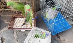 Petshop denetimi... 39 papağan koruma altında