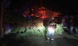 Rüzgar ağacı devirdi, elektrik telleri koptu