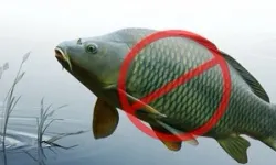 Sazangillerin avcılığına 31 Mayıs'a yasak!