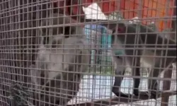 Üç örümcek maymunu koruma altında