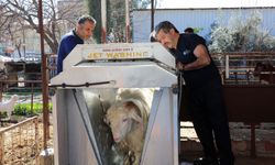 Verim artıyor, hastalık riski azalıyor