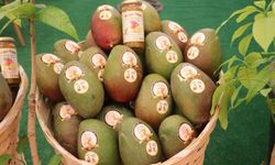 Gazipaşa Tarım Fuarı için geri sayım başladı