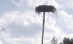 Antalya'da leyleğin bozulan yuvası için çağrı