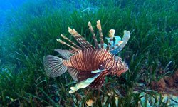 Akdeniz'deki istilacı türler, besin zincirinde çıkmaz yol oluşturuyor